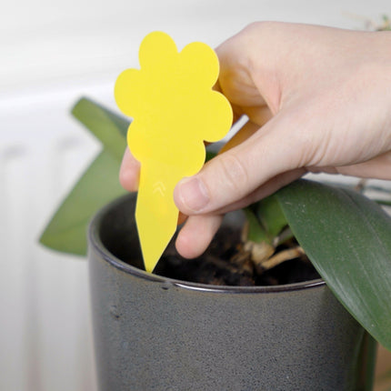 Super Ninja Plant Fly Trap In Use